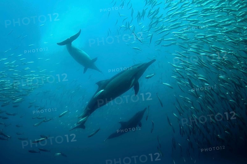 Long-snouted Common Dolphin