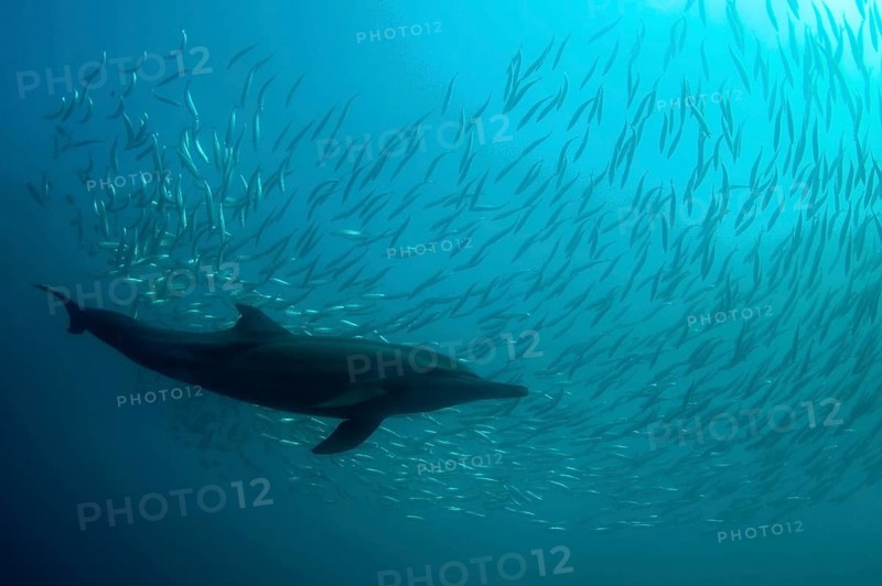 Long-snouted Common Dolphin