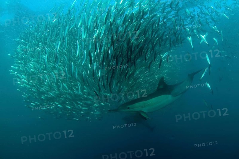 Long-snouted Common Dolphin