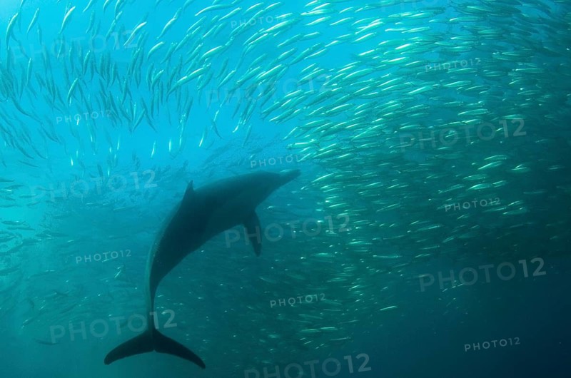 Long-snouted Common Dolphin