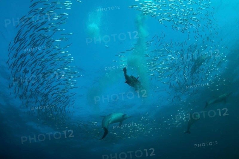 Long-snouted Common Dolphin