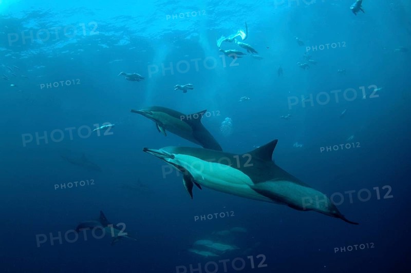 Long-snouted Common Dolphin