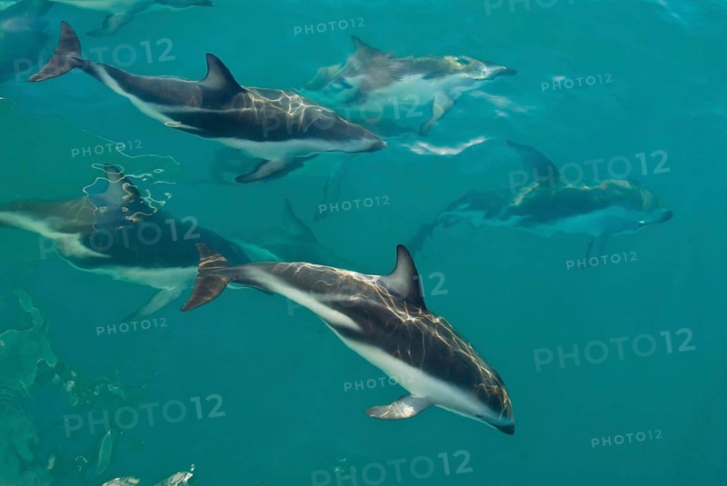 Black dolphin