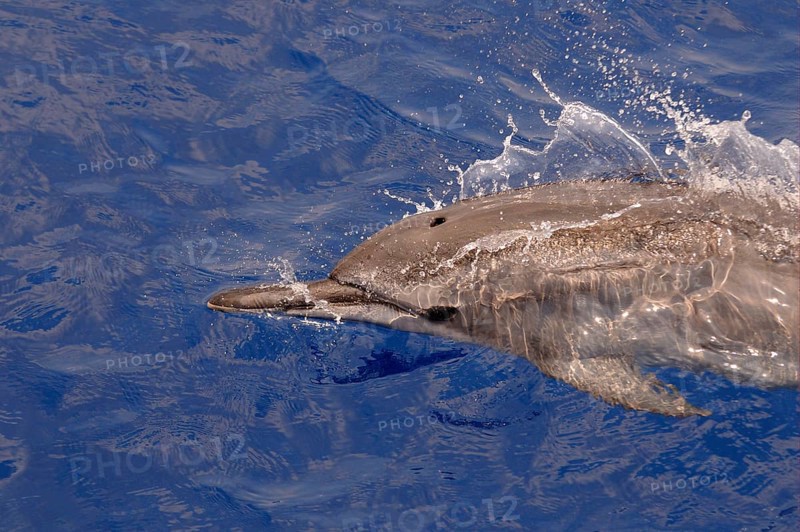 Spinner Dolphin