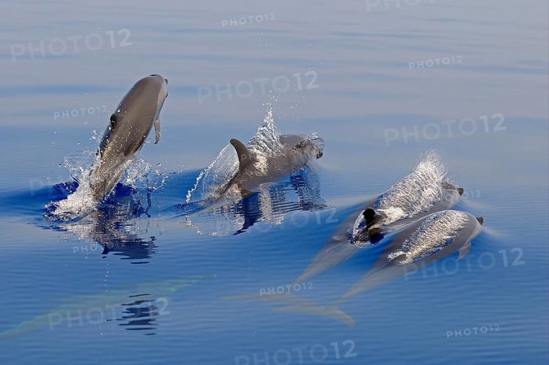 Pantropical Spotted Dolphin