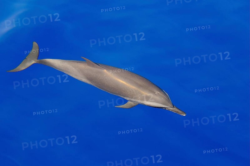 Pantropical Spotted Dolphin