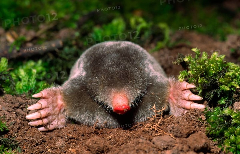 European mole