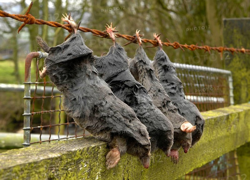 European Mole