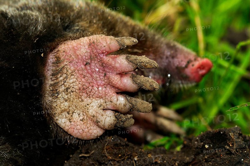 European Mole
