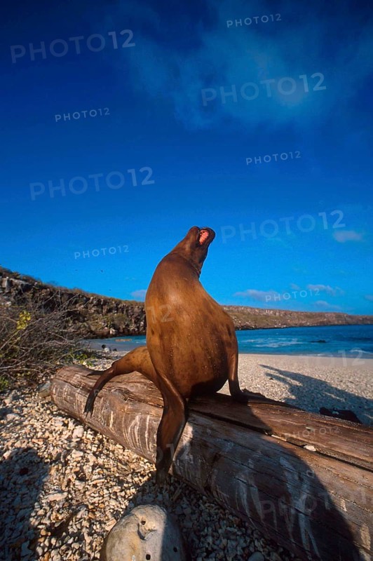 Zalophus californianus wollebaeki