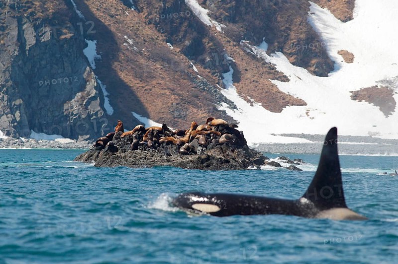 Steller's Sealion
