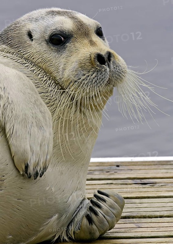 Bearded seals