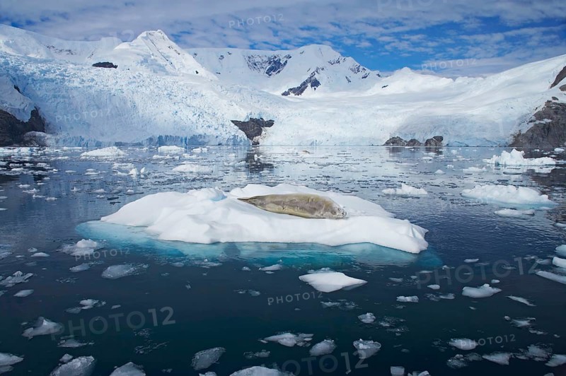 Crab-eating seal