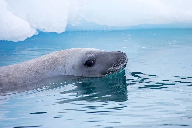 Crab-eating seal