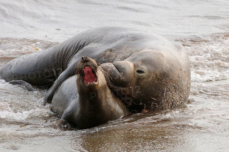 Northern elephant seal
