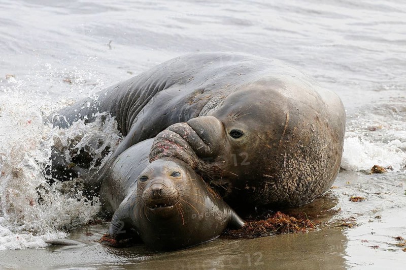 Northern elephant seal