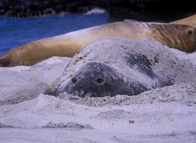 Southern elephant seals
