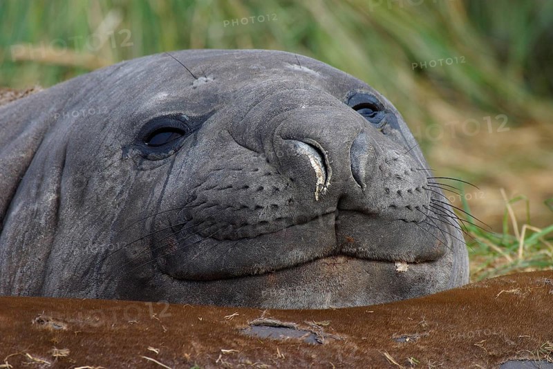 Southern Elephant Seal