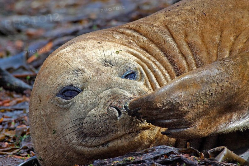 Southern Elephant Seal