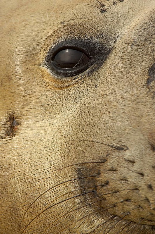 Southern elephant seal