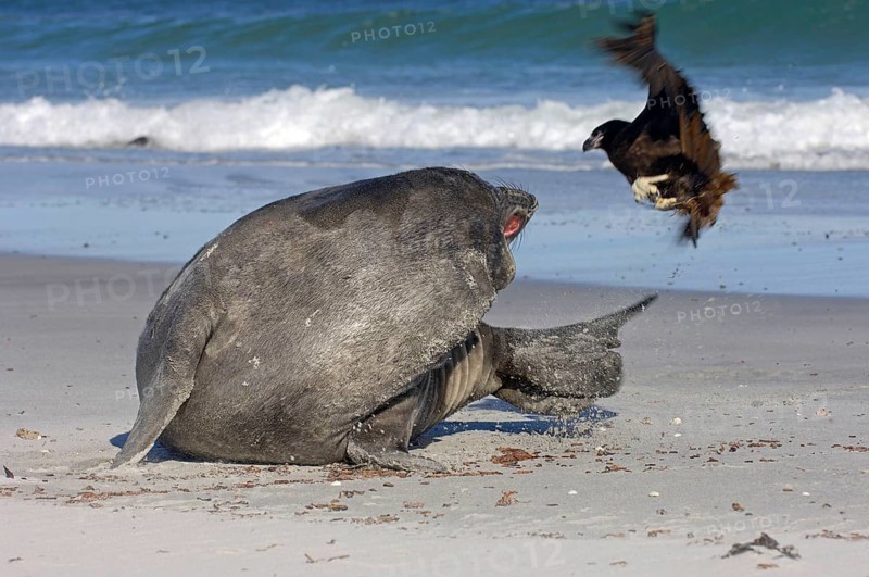 Southern elephant seal