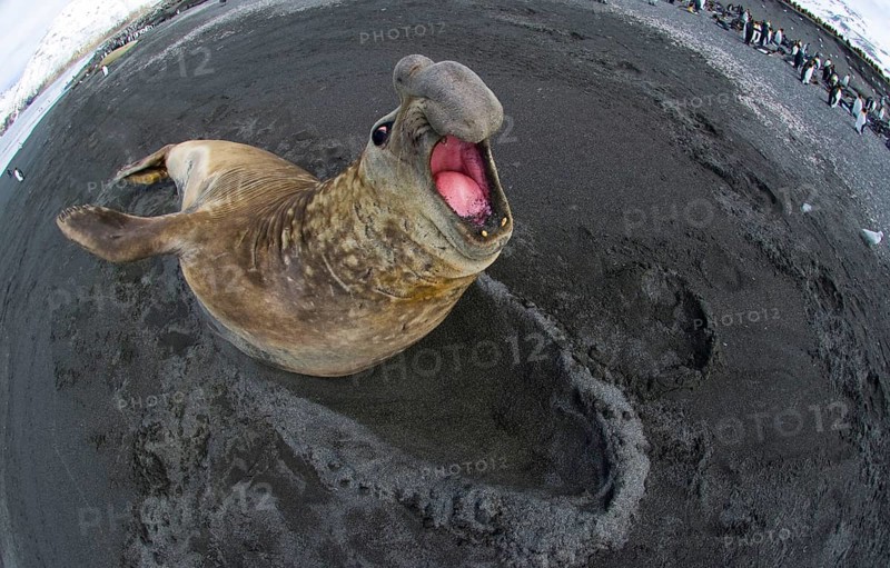 Southern Elephant-seal