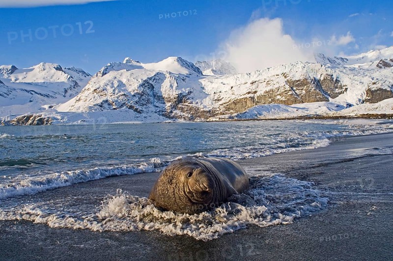 Southern Elephant-seal