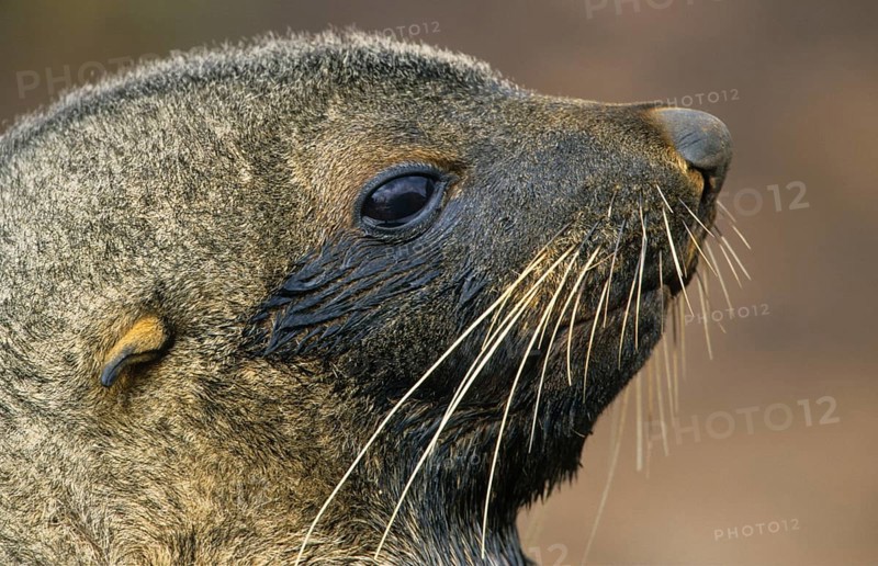 Kerguelen fur seal