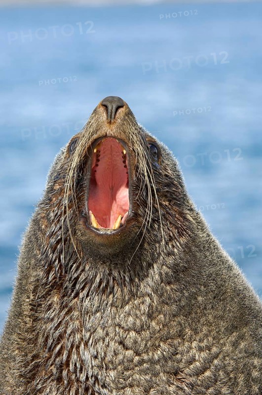 Kerguelen fur seal