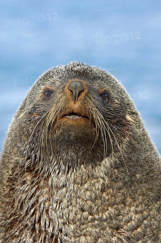 Kerguelen fur seal