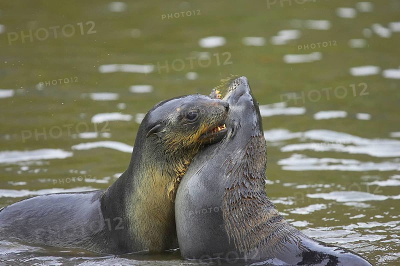 Kerguelen fur seal