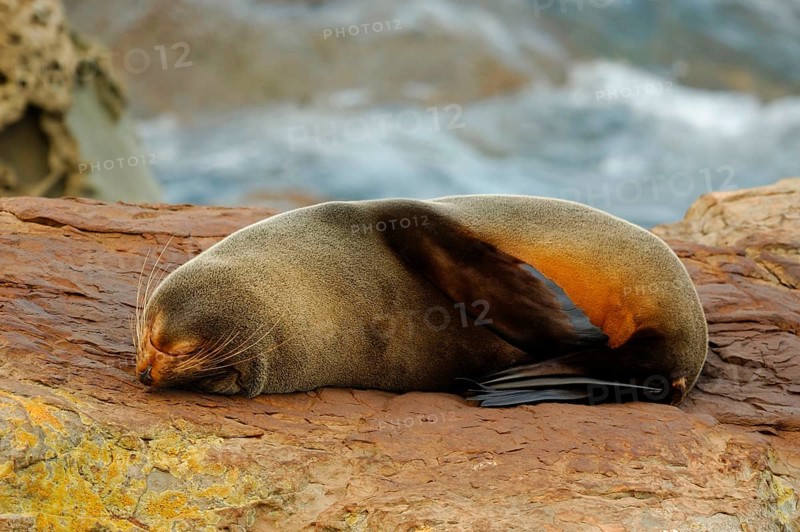 New Zealand fur seal