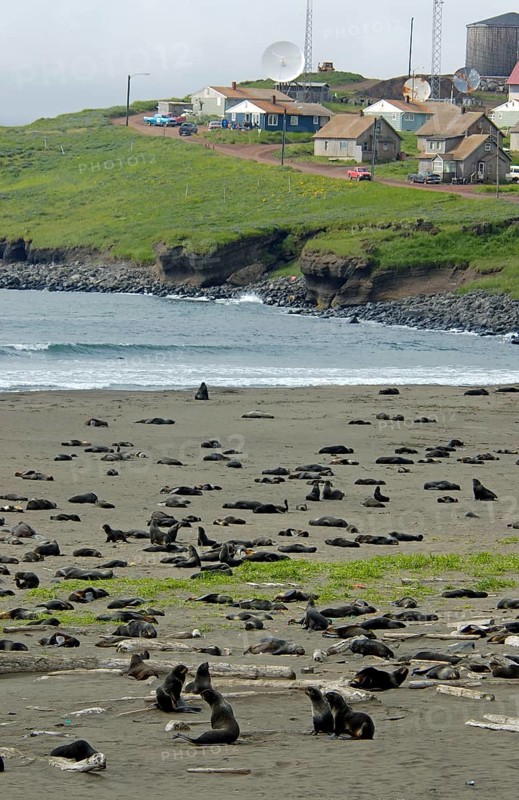 Northern Fur Seal