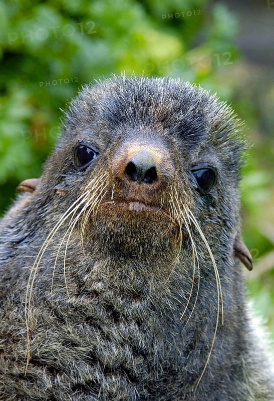 Northern Fur Seal