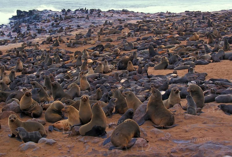 South African fur seal
