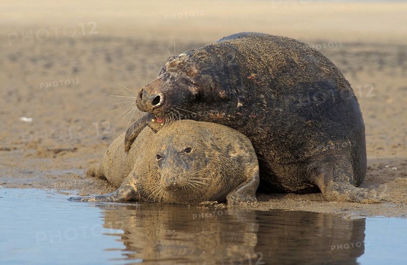 Grey seal