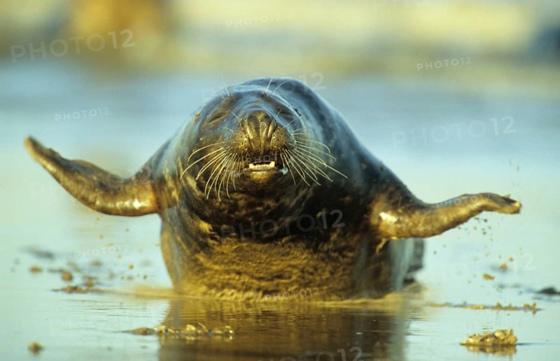 Grey Seal