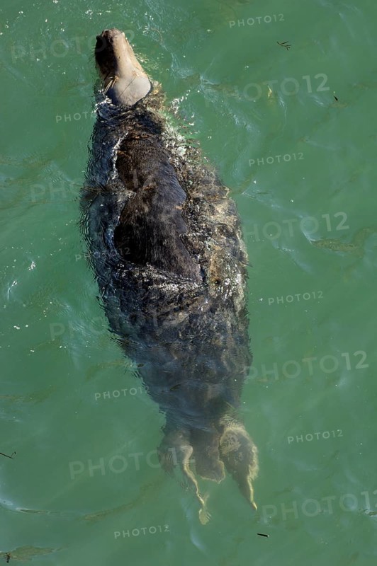 Grey Seal