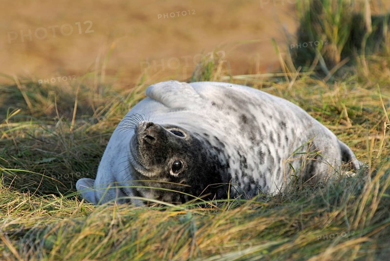 Grey seal