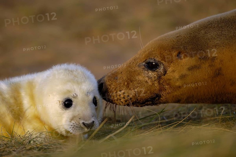 Grey seal