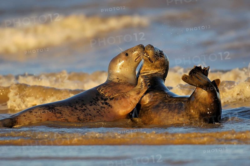 Grey Seal