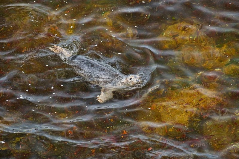 Grey seal