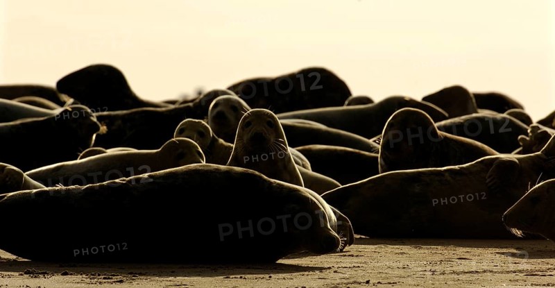Grey Seal