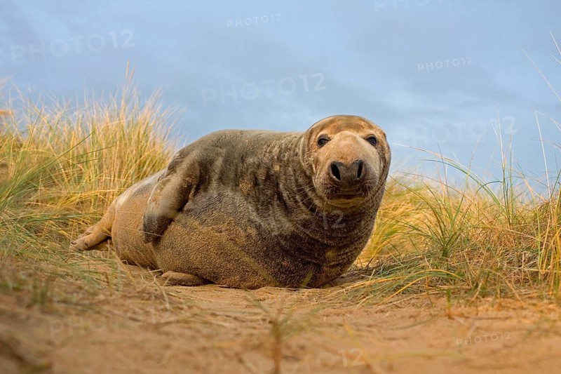 Grey Seal