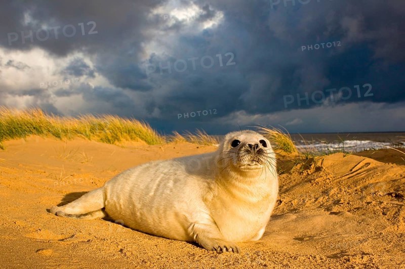 Grey Seal