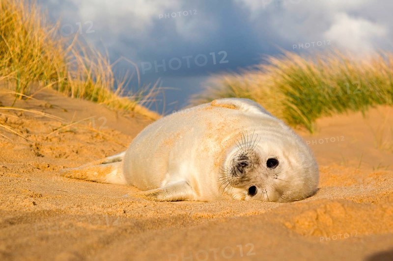 Grey Seal