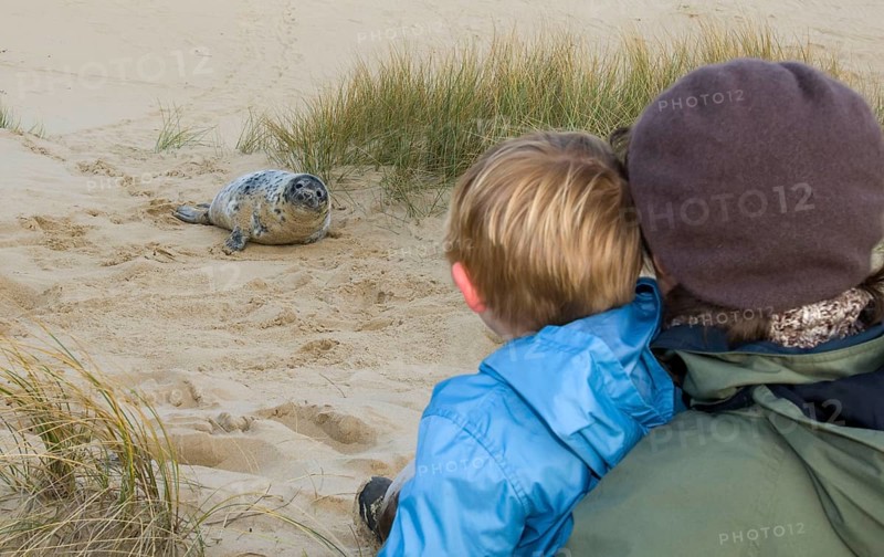 Grey seal