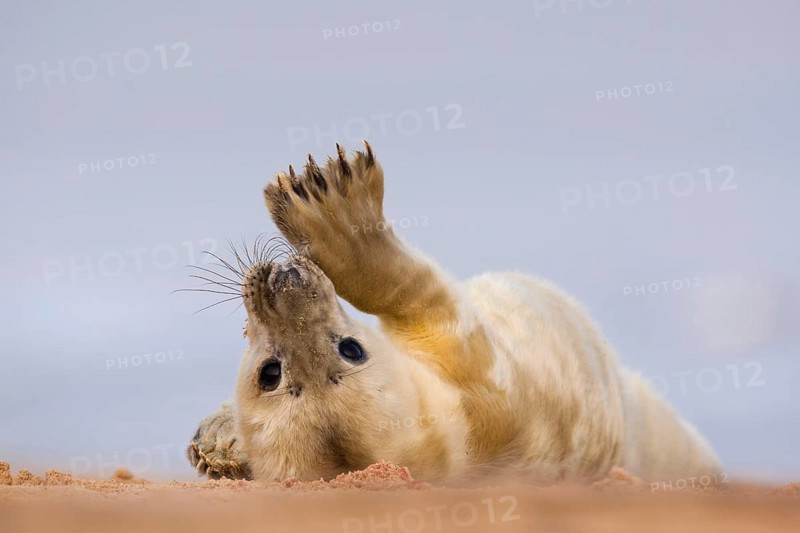 Grey seal