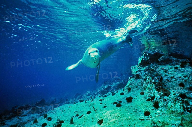 Mediterranean monk seal