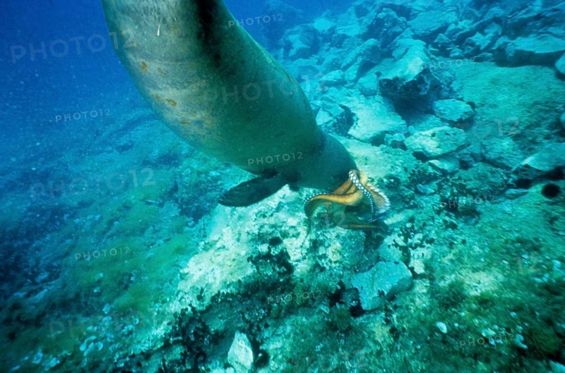 Mediterranean monk seal